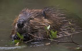 Look no further, we have listed 75 things to do and even better, they're mostly we earn a commission for products purchased through some links in this article. Living With Beavers Wildlife Rescue League