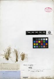 Image result for Eleocharis cubangensis