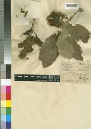 Image result for Combretum mossambicense