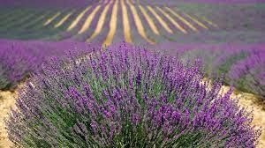 Nov 05, 2020 · lavender is native to mediterranean countries. How To Grow Lavender Like An Expert Dengarden
