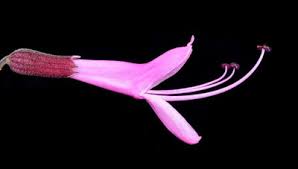 Image result for Syncolostemon flabellifolius