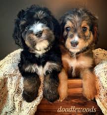 We did not find results for: Doodlewoods Bernedoodles