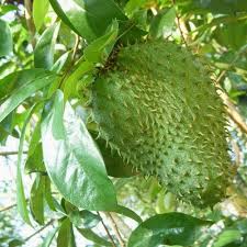 Kebaikan daun durian belanda ialah dapat mengatasi masalah sakit kerongkong, cirit birit, demam, mengurangkan masalah. Anak Pokok Durian Belanda Kebuna Putrajaya