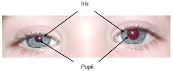 Image result for Pupil