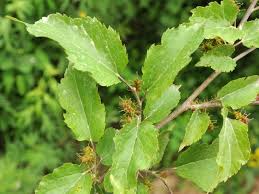 Image result for Morus indica