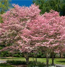 Check spelling or type a new query. 10 Spring Has Sprung Ideas Spring Has Sprung Plants Dogwood Trees