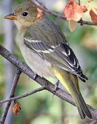 Western tanagers are birds of coniferous and mixed woodlands. Western Tanager Identification All Birds