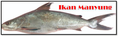 Makanan yang baik bisa membuat ikan cupang cepat besar dan lebih cantik. Jenis Jenis Ikan Catfish Populer Di Indonesia Aliems Journey