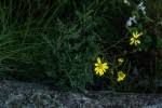 Image result for Senecio aetfatensis