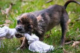 Expose them to different experiences, the good and the bad, as well as a host of people, especially those who frequent your house on a routine basis. Black And Brown Chihuahua Puppy Hd Wallpaper Wallpaper Flare