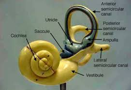 Ear Inner Label Jpg 425 291 Nervous System Anatomy Ear Anatomy Anatomy Models Labeled