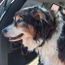 It's just another day in paradise! Paradise Pet Resort Home Facebook