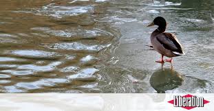 Pourquoi Ne Faut Il Pas Donner De Pain Aux Canards Liberation