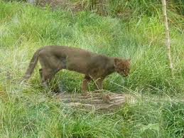 The puma is the big cat of the americas. The Six Wildcats Of North America Owlcation Education