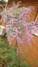 Image result for Indigofera antunesiana