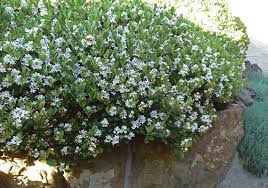 Image result for Rourea orientalis