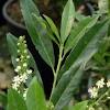 Carolina cherry laurel here it is very important to add 50% compost to the planting mix and dig the hole at least three times another problem with this plant is a plant disease called shot hole fungus. Https Encrypted Tbn0 Gstatic Com Images Q Tbn And9gcq9x3weepvtpnzujfjgbngmrrwkbvocwsp4o9xoe0spdva M3ip Usqp Cau