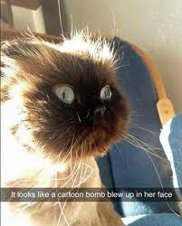 Funny caturday memes (page 1). Funny Caturday Cat Meme Dump Album On Imgur