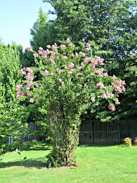 We did not find results for: Crepe Myrtles Are Easy And Beautiful Bushes Trees Easy Backyard Gardening
