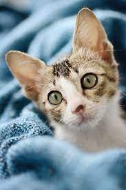 9 small cat breeds that don t grow over 10 pounds cat breeds small cat breeds small cat
