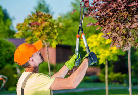 Tree Care