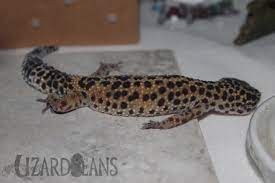 Make sure the sound is not too loud though as it can startle and stress your gecko. Lizard Beans What Is A Leopard Geckos Normal Behavior