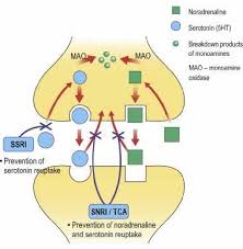 Once you fill your prescription, you will begin taking a pill at regular time(s) each day. Mechanism Of Action Of The Snris Tcas And Ssris Adapted From Stevens Download Scientific Diagram