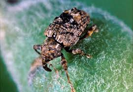 Image result for Commicarpus pedunculosus