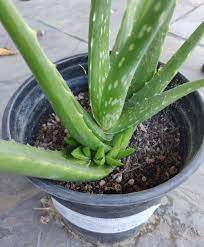 Angiosperm plants have a true root system basal stem rot is a fatal aloe vera disease that is caused by cold, damp conditions. My 2nd Aloe Vera Root Rot Rescue