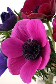 Anemone Flores Exoticas Flores Bonitas Jardin De Flores
