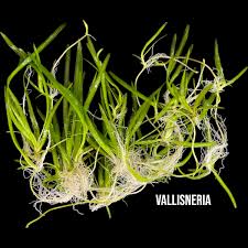 Image result for Vallisneria