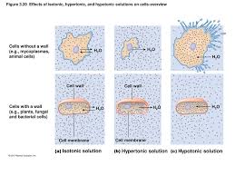 The effects of hypertonic solution in animal and plant cell. Cell Structure And Function Ppt Download