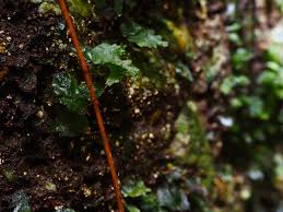 Image result for Didymoglossum