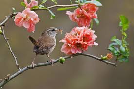 Image result for birds with flowers pictures