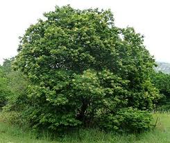 Image result for Acacia ataxacantha