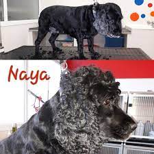 Si usted tiene 2 o más perros. Peluqueria Canina Segovia