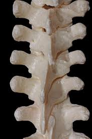 This area marks the frontier between the cervical spine and the thoracic spine and is actually a strong and resilient intervertebral level. Posterior View Of The Thoracic Spine Neuroanatomy The Neurosurgical Atlas