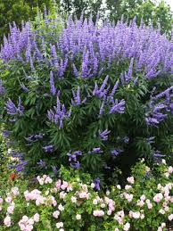 Image result for Vitex mombassae
