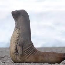 Meera Jhogasundram On Twitter Since The Lockdown Have You Been Consistently Working Out Seal Wildlife Wild Elephant Seal Nile Crocodile Elephant