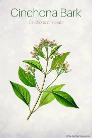 Cinchona Bark Uses And Benefits Healing Plants Medicinal Plants Herbal Plants