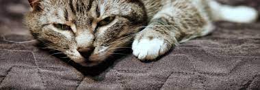 Katzen Leiden Still Tierwelt