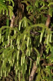 Image result for Lycopodiaceae