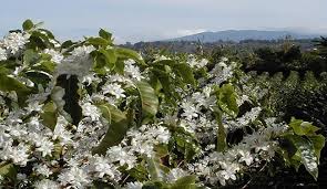 Collection by tang paoman • last updated 3 weeks ago. Vietnam S Central Highlands Region Whitened By Blooming Coffee Flowers