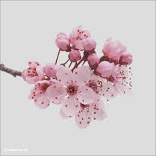 Unduh dan gunakan 90.000+ foto stok bunga sakura secara gratis. Thumb Image Sakura Cherry Blossom Png 1600x1600 Wallpaper Teahub Io