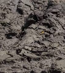 El viajero felíz - Cocodrilo en su camuflaje perfecto ...