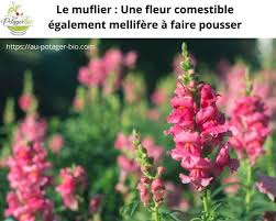 Le Muflier Une Fleur Comestible Mellifere A Faire Pousser Au Potager Bio Growing Snapdragons Annual Plants Snapdragon Flowers