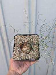 Image result for Schizobasis intricata