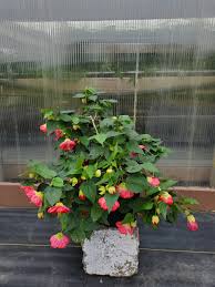 Image result for Abutilon