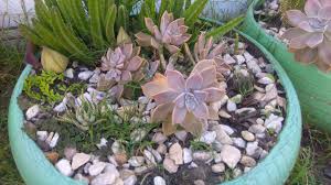 Su nombre proviene de la palabra. Cactus Y Suculentas Sus Flores Nombres Y Ideas Facebook