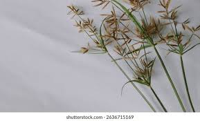 Image result for Cyperus rotundus